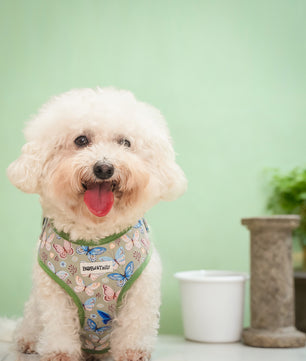 Harnais de chien de créateur imprimé en papillon