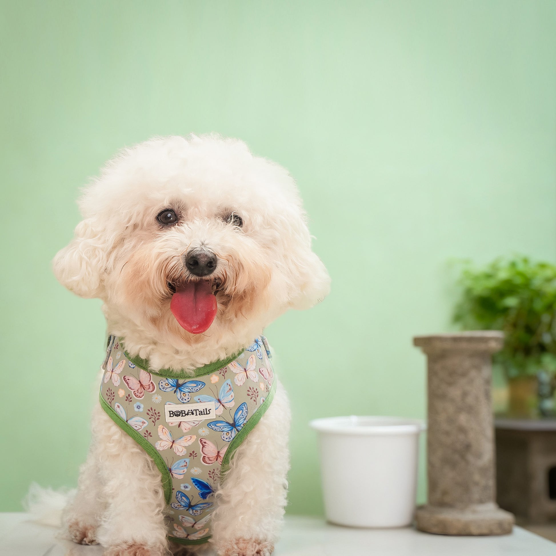 Harnais de chien de créateur imprimé en papillon