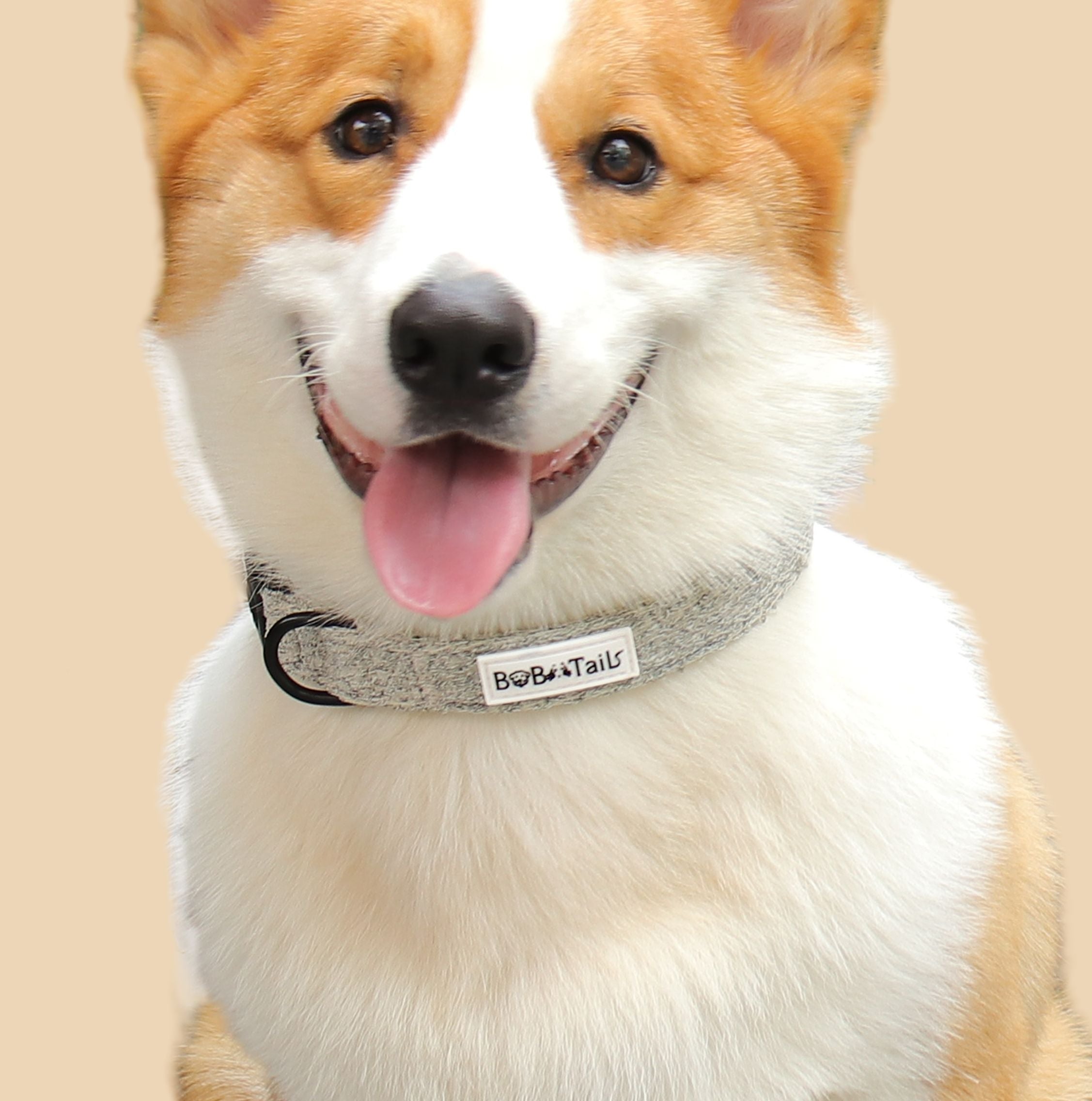 Coleiras para cães com fivela Snuggle