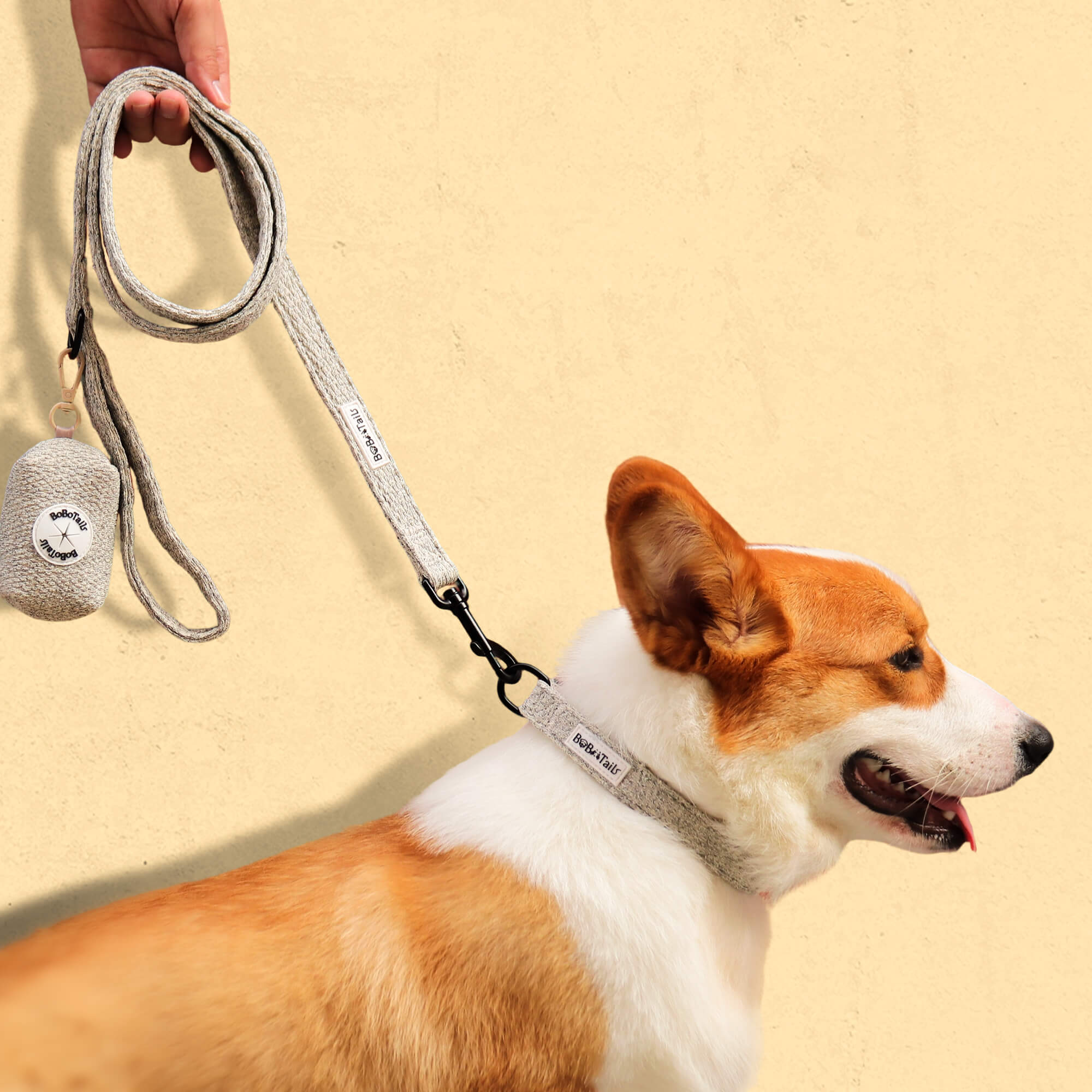 A medium size dog corgi wearing on chunky knitted dog leash and collar 