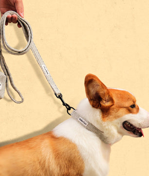 A medium size dog corgi wearing on chunky knitted dog leash and collar 