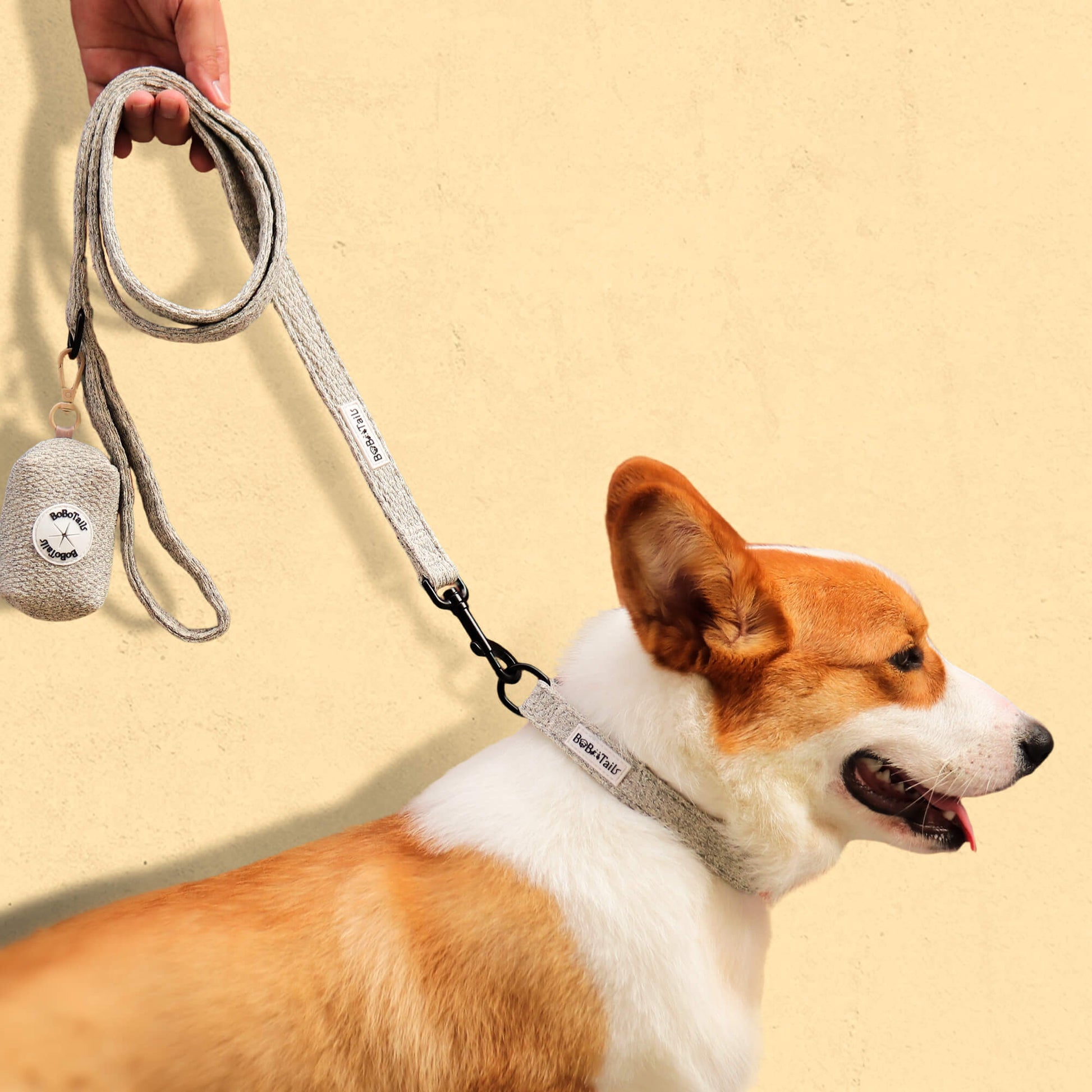 A medium size dog corgi wearing on chunky knitted dog leash and collar 