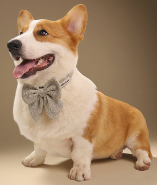 Corgi wearing a taupe chunky knitted collar with  bow tie on a beige background