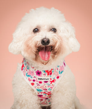 Dinosure Print xs small dog harness Dinosure Print xs small dog harness