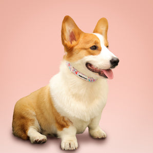 Collier de chien imprimé dinosaure