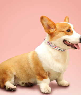 Dinosaur Printed Dog Collar – Fun Adjustable Collar for Small & Medium Dogs