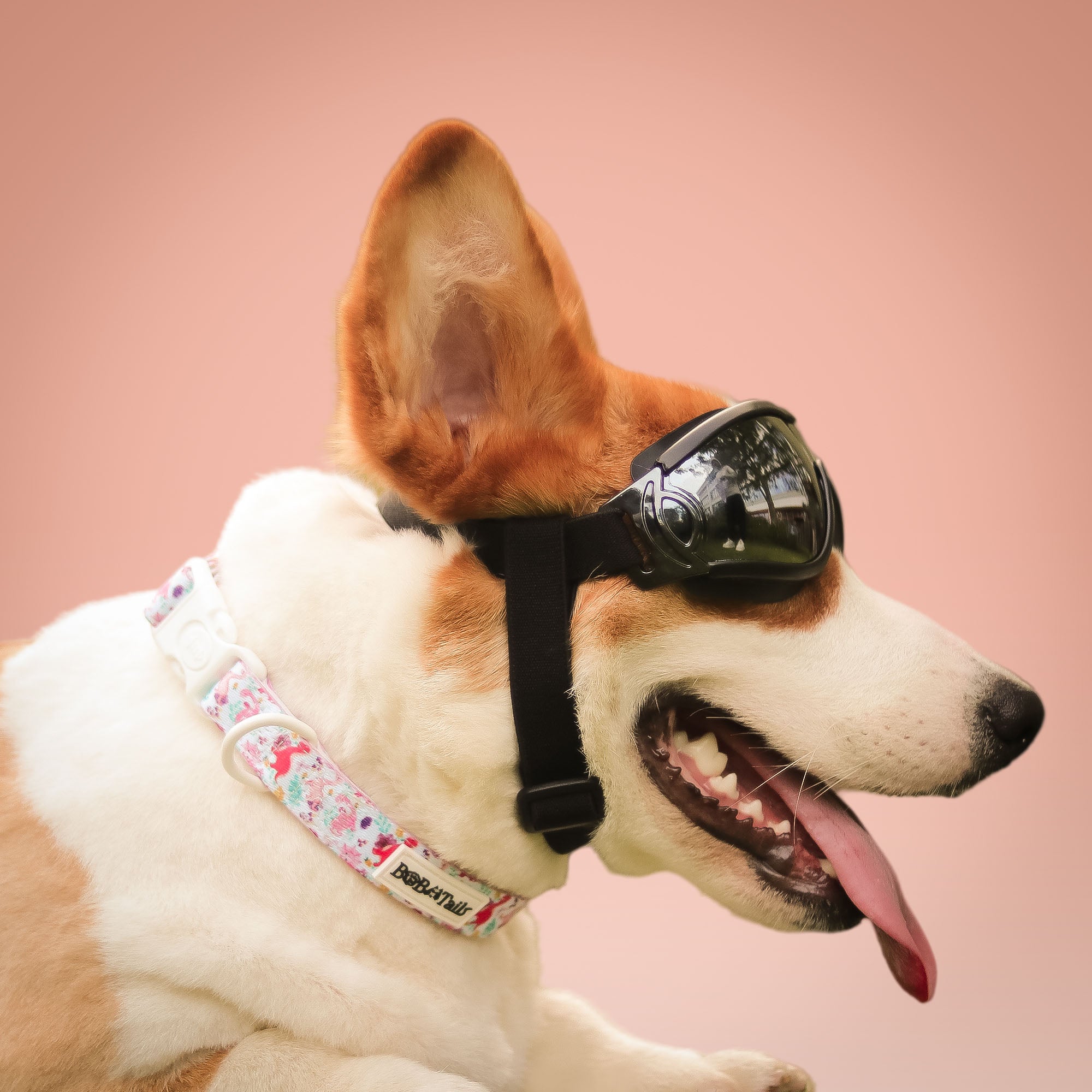 Dinosaur Printed Dog Collar