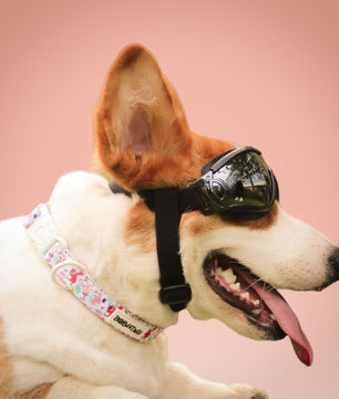 Dinosaur Printed Dog Collar – Fun Adjustable Collar for Small & Medium Dogs