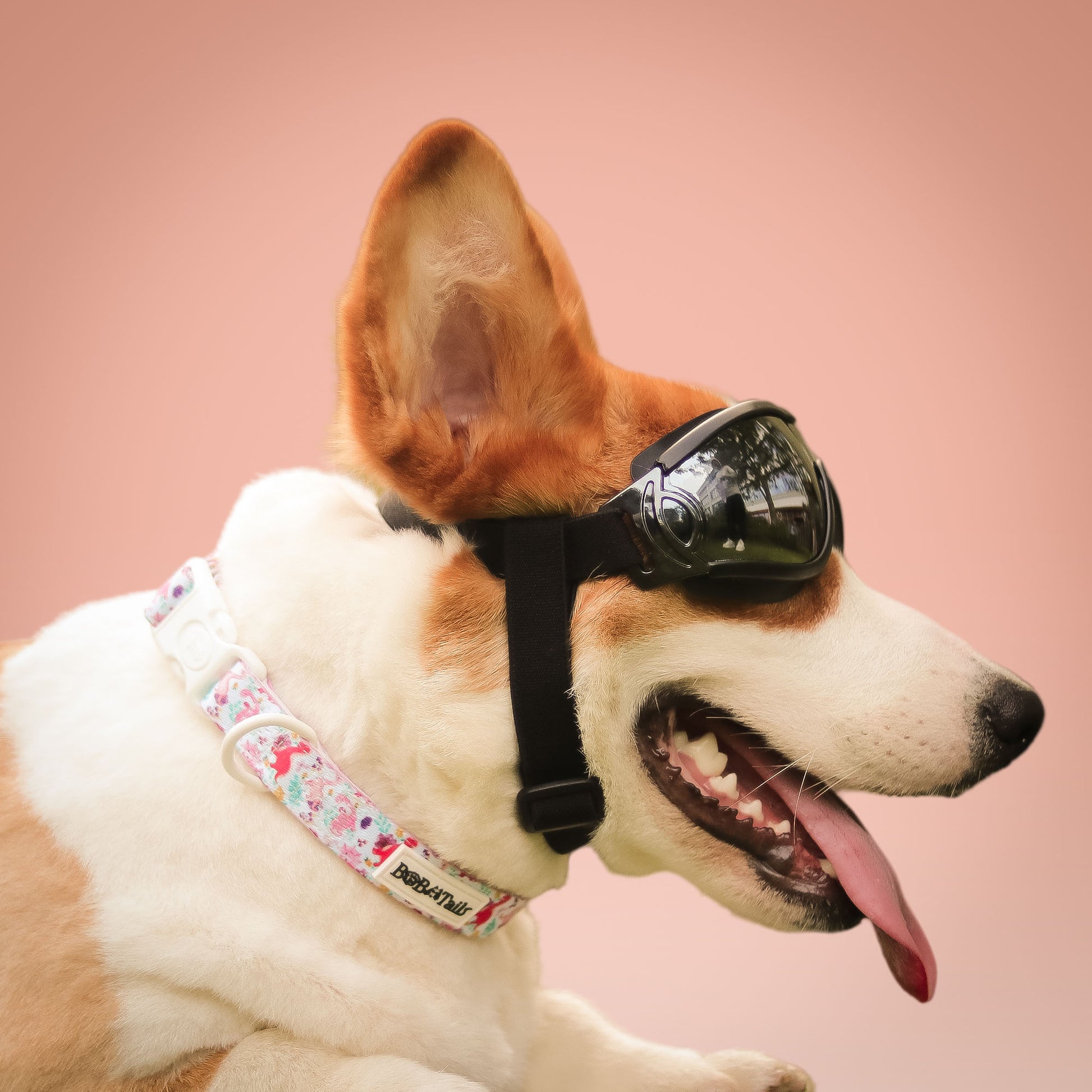 Dinosaur Printed Dog Collar – Fun Adjustable Collar for Small & Medium Dogs