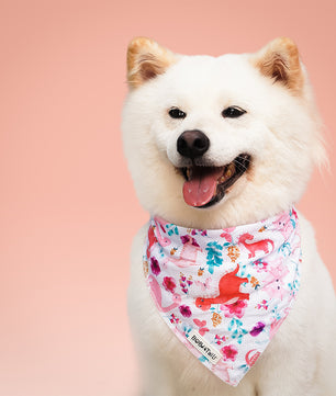 White dog wearing a dinosaur printed bandana with a pink background