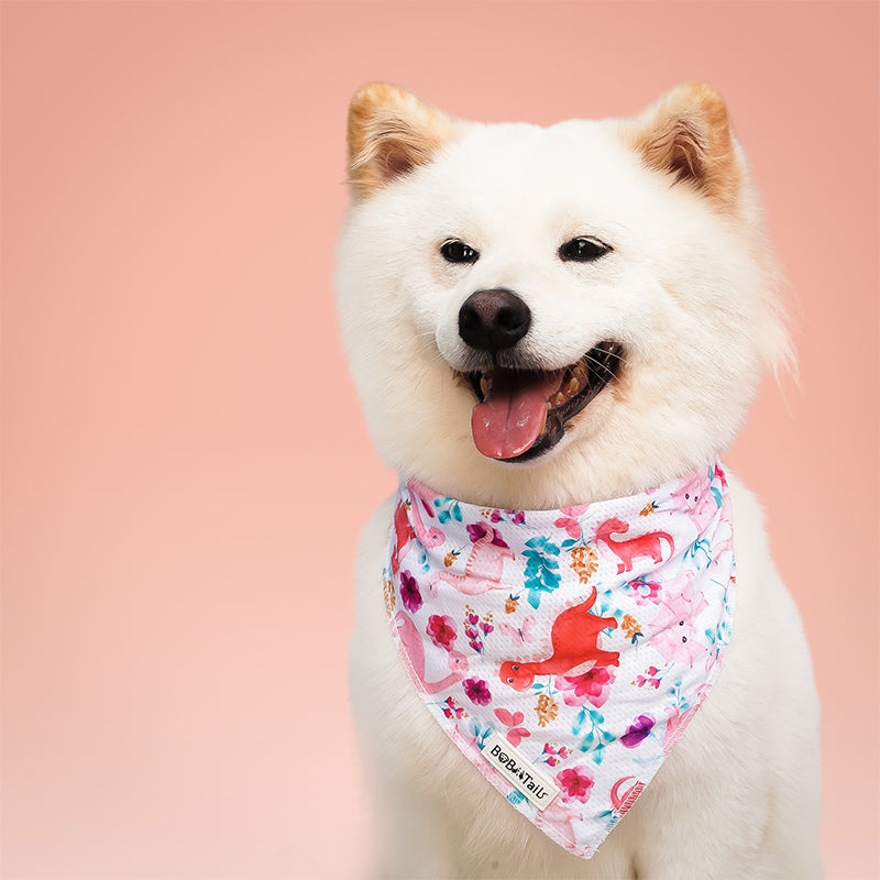 White dog wearing a dinosaur printed bandana with a pink background