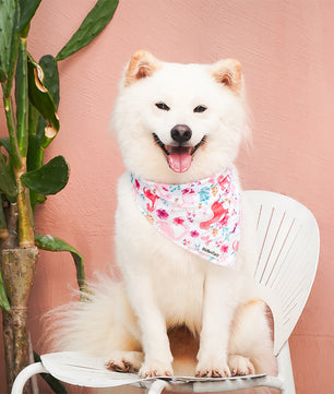 White dog wearing a dinosaur printed bandana sitting on a white chair against a pink background