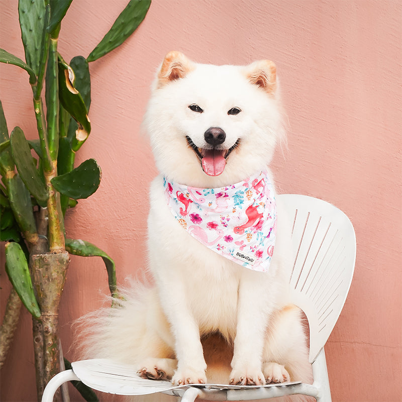 White dog wearing a dinosaur printed bandana sitting on a white chair against a pink background
