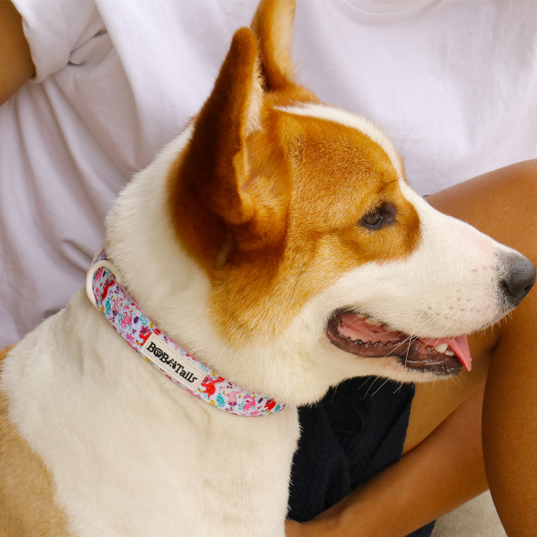 Dinosaur Printed Dog Collar – Fun Adjustable Collar for Small & Medium Dogs