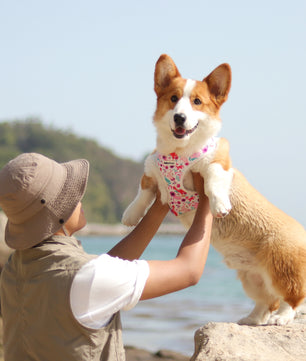 Dinosaur Printed Easy Walk Dog Harness