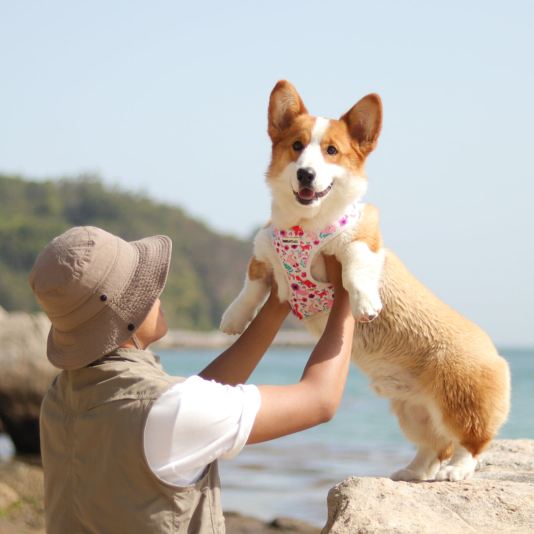 Dinosaur Printed Easy Walk Dog Harness