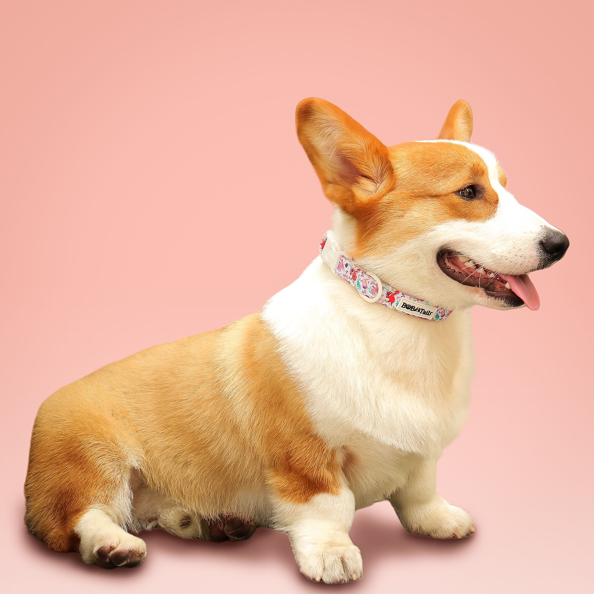 Dinosaur Printed best dog collars and leashes matching the harness and owner accessories for daily dog walks