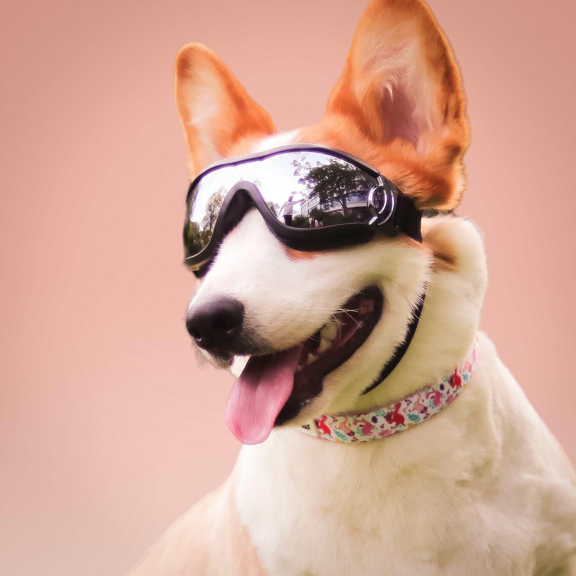 Dinosaur Printed best dog e collars matching the  harness and owner accessories for daily dog walks