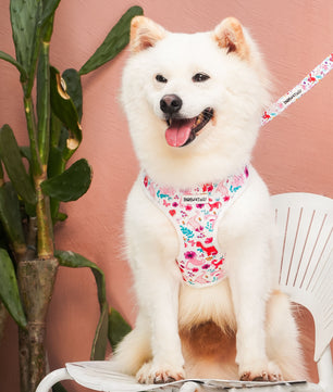 Dinosaur Printed best leash for running with dog matching the harness and owner accessories in a coordinated set