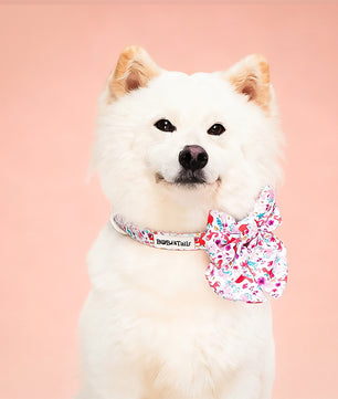 Dinosaur Printed bow tie collar for large dogs  matching the  harness and owner accessories for daily dog walks