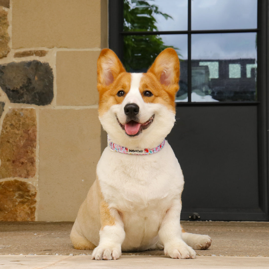 Dinosaur Printed dog collars and harnesses matching the  harness and owner accessories for daily dog walks