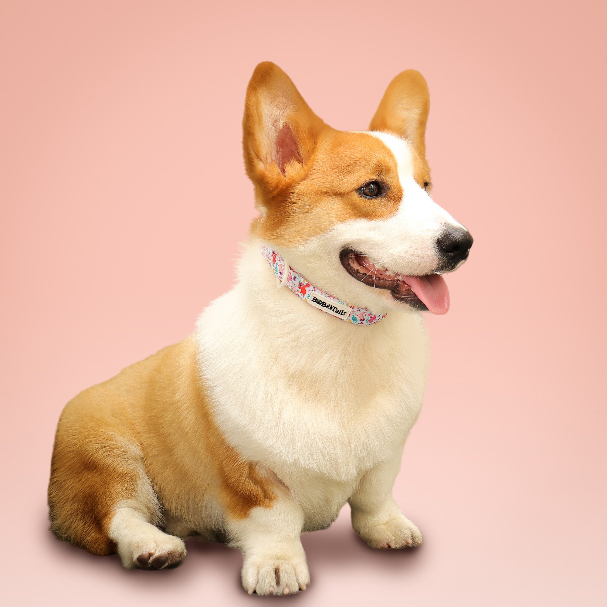 Dinosaur Printed dog collars for female dogs  matching the harness and owner accessories for daily dog walks