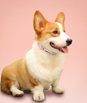 Dinosaur Printed dog collars for female dogs  matching the harness and owner accessories for daily dog walks