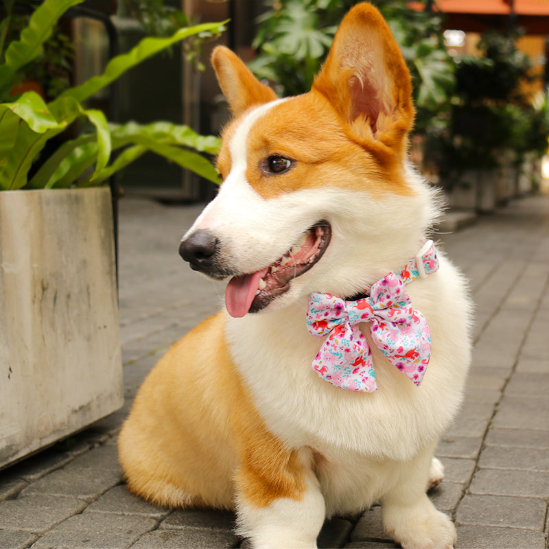 Dinosaur Printed dog collars with bow tie matching the  harness and owner accessories for daily dog walks