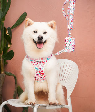 Dinosaur Printed dog harness set  Dinosaur Printed dog harness set