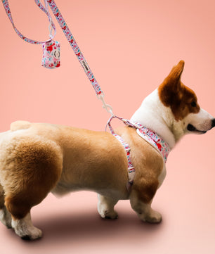 Dinosaur Printed small dog harness and leash set as part of a complete dog and owner matching accessory set