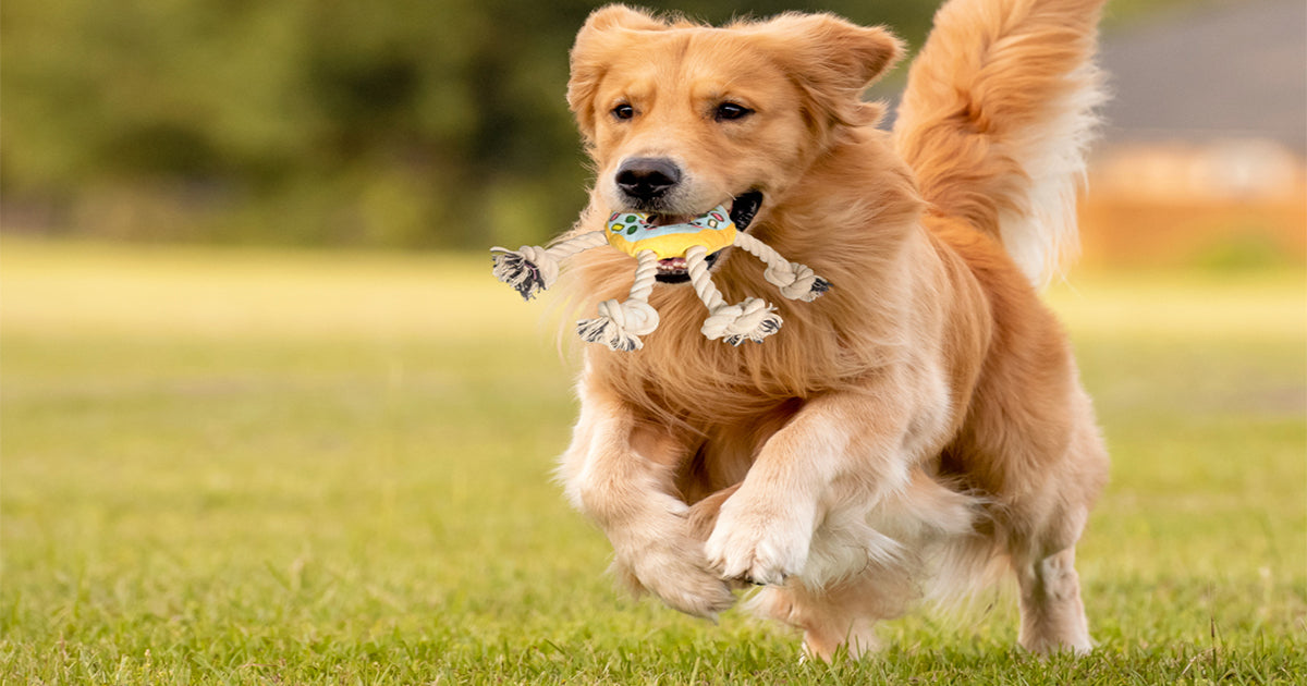 Interactive Dog Toys for Happy and Engaged Dogs