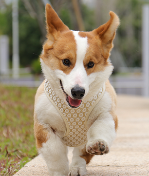 easy walk dog harness