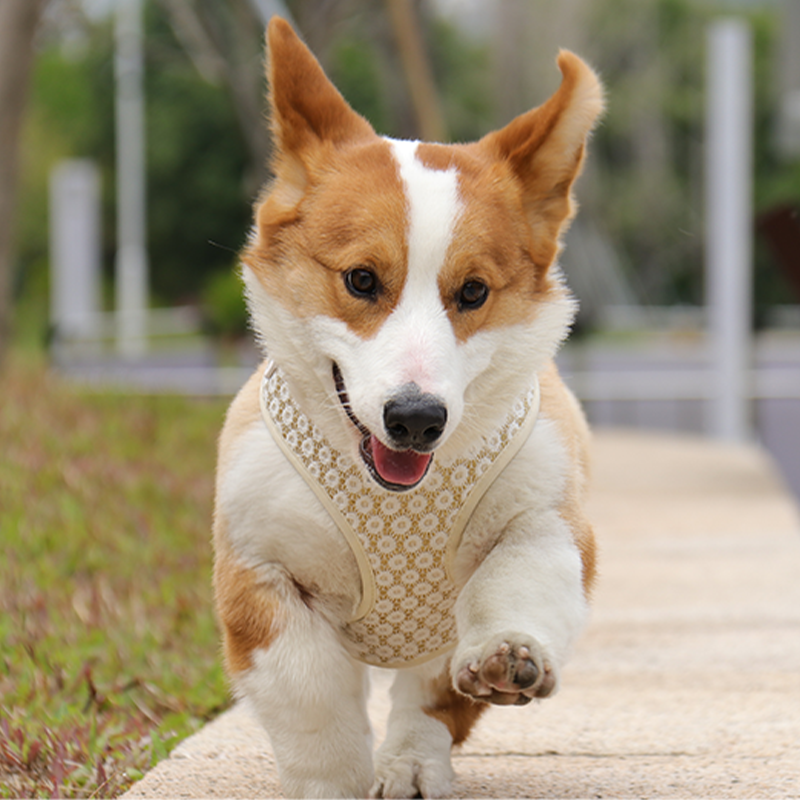 easy walk dog harness