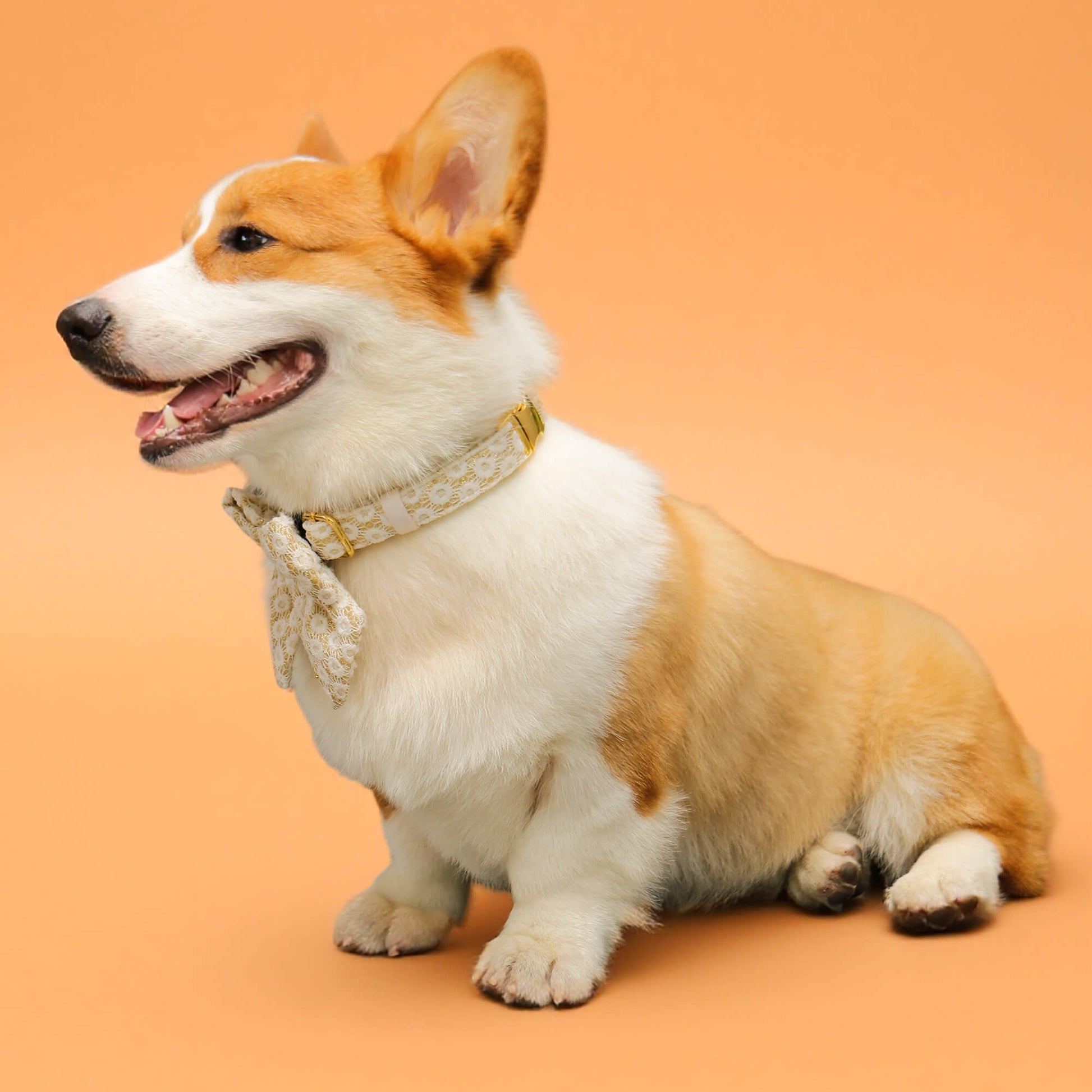 floral brilliance dog bow ties and collar