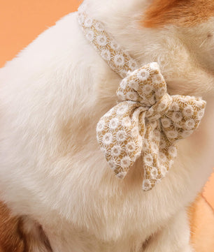 Dog wearing a decorative bow on an orange background matching the harness and owner accessories in a coordinated set
