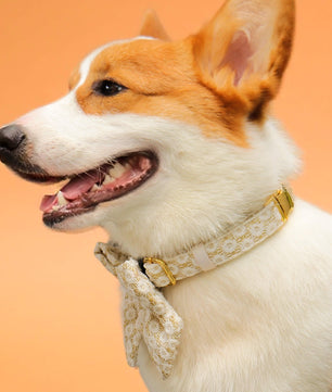 floral brilliance dog bow ties with collar set wearing on medium dog corgi
