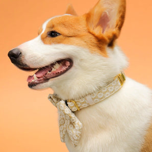 floral brilliance dog bow ties with collar set wearing on medium dog corgi