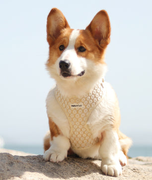 luxury dog harness for corgi ,teddy and other small medium breedz dogs