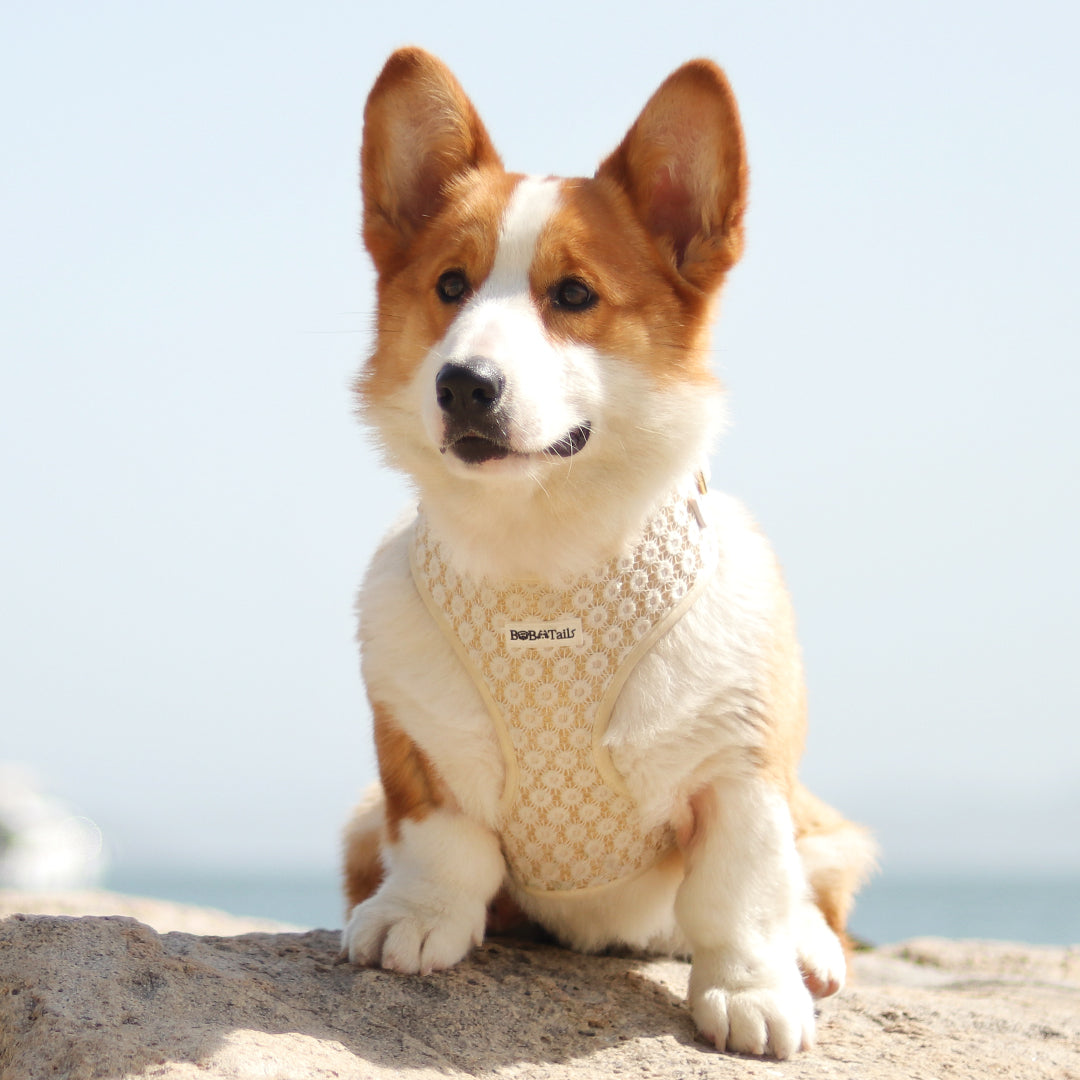 luxury dog harness for corgi ,teddy and other small medium breedz dogs