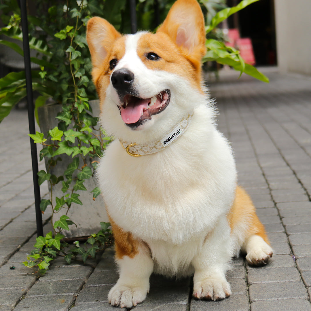 a medium dog corgi wearing on adjustable dog collar
