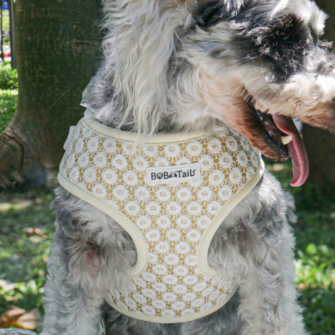 Dog wearing a floral patterned harness with 'Bobotails' branding outdoors.