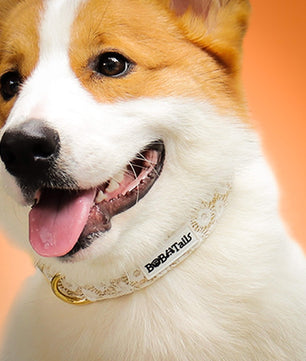  A medium size dog wear on Bobotails floral brilliance embrodered dog collar 