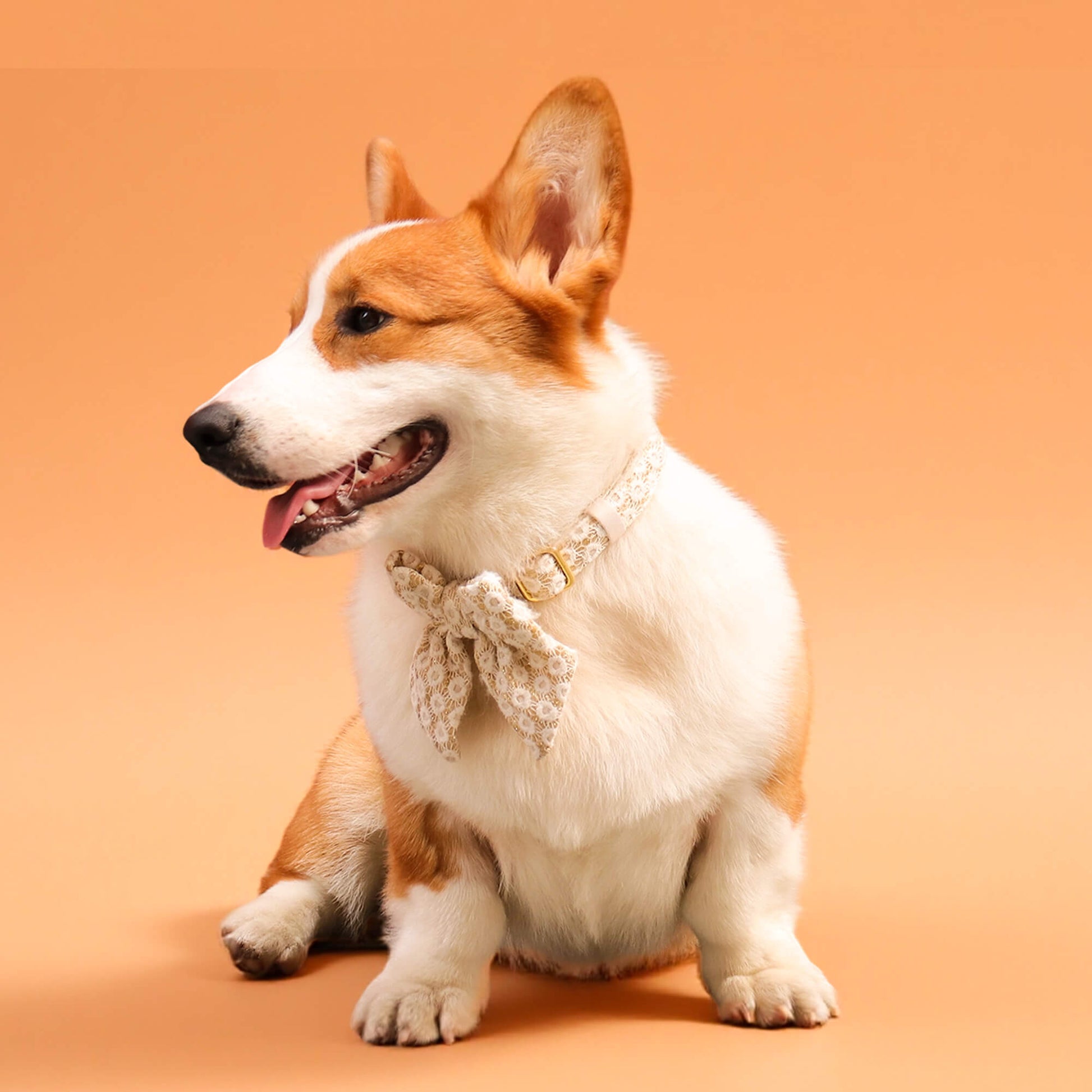 Bobotails floral brilliance matching accessories bow tie 