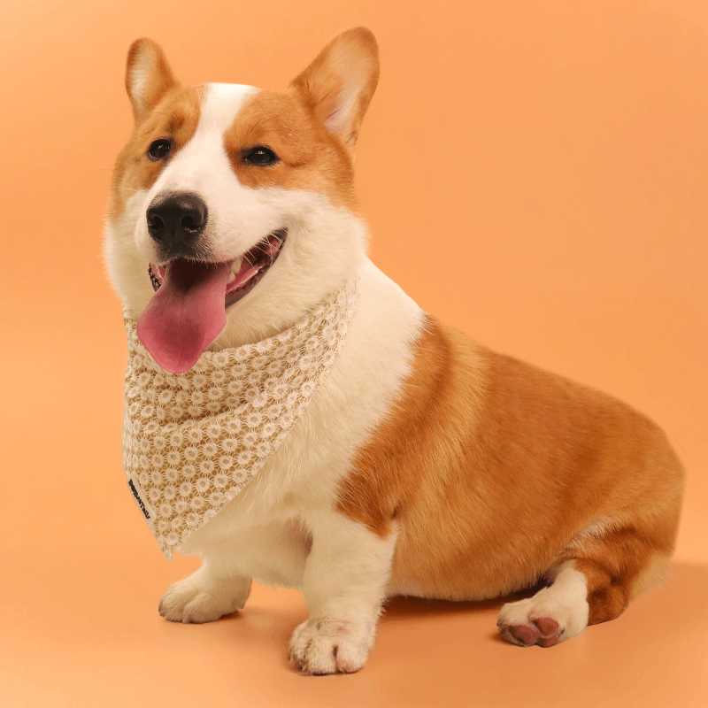 ニット犬用バンダナ