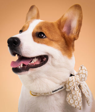 Floral Brilliance Dog Bow Tie