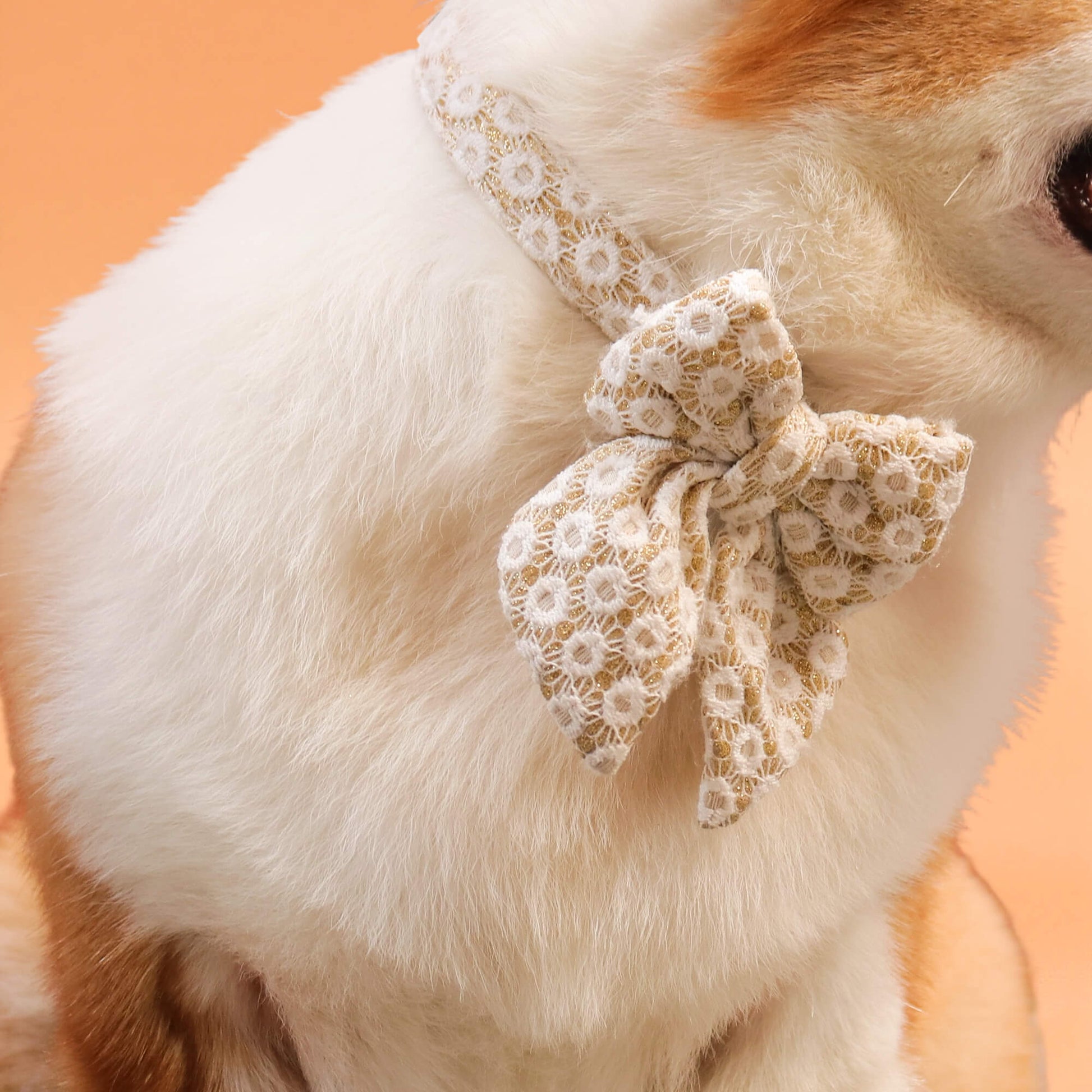 Floral Brilliance Dog Bow Tie