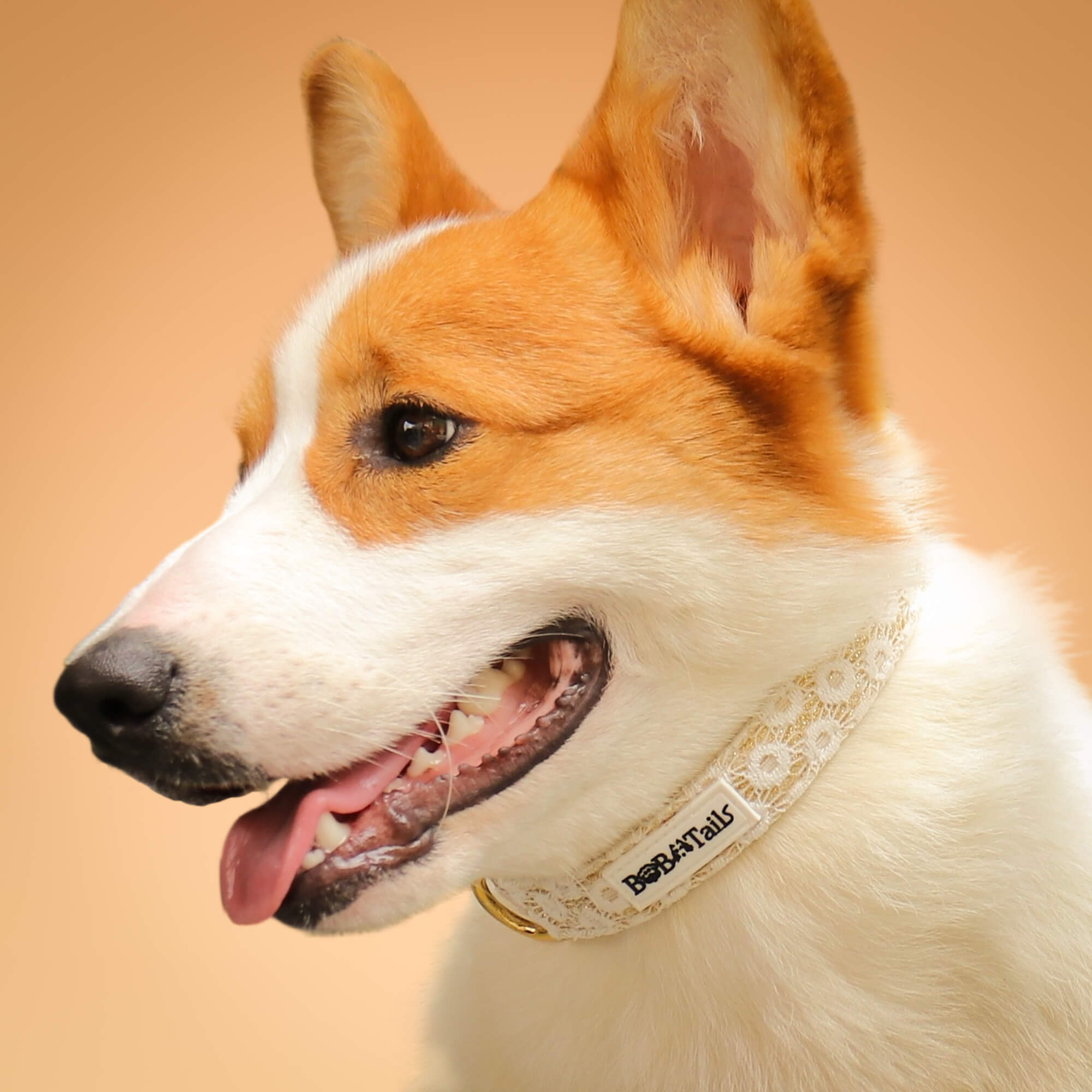 Floral Brilliance Dog Collar