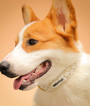 フローラルブリリアンスドッグカラー