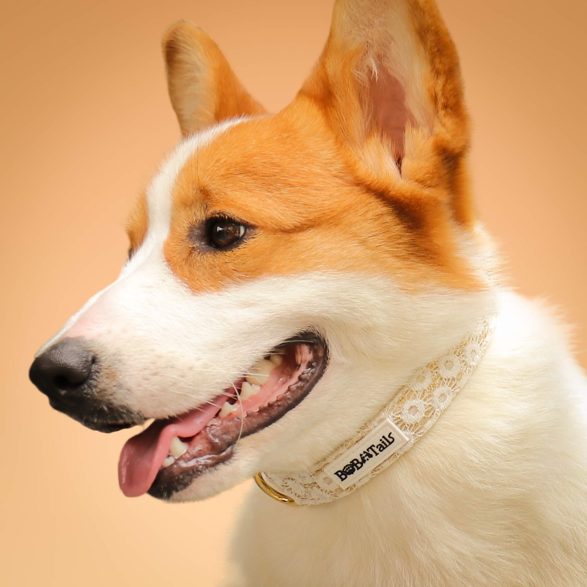 フローラルブリリアンスドッグカラー