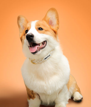 フローラルブリリアンスドッグカラー